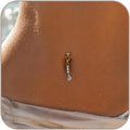 D.Bella Fake Belly Piercing Gold Clip On Belly Button Rings for Women Non Piercing Dangle Navel Jewelry Daily Wear