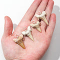 Large shark tooth necklace